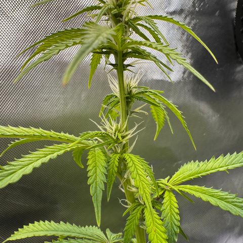 Fat Banana Auto #1 -89g growlog photo: 16:22