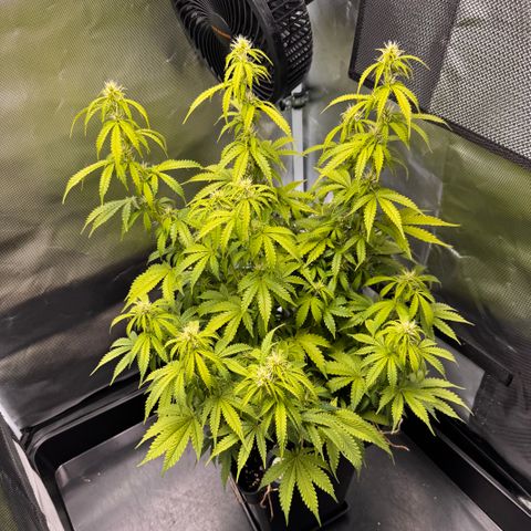Fat Banana Auto #1 -89g growlog photo: 20:38
