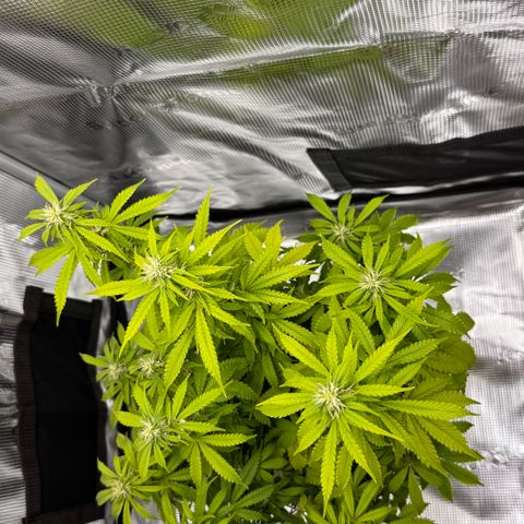Fat Banana Auto #1 -89g growlog photo: 15:57