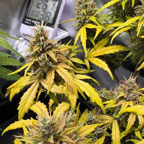 Cookies Gelato Auto #1 -41,5g growlog photo: 18:00