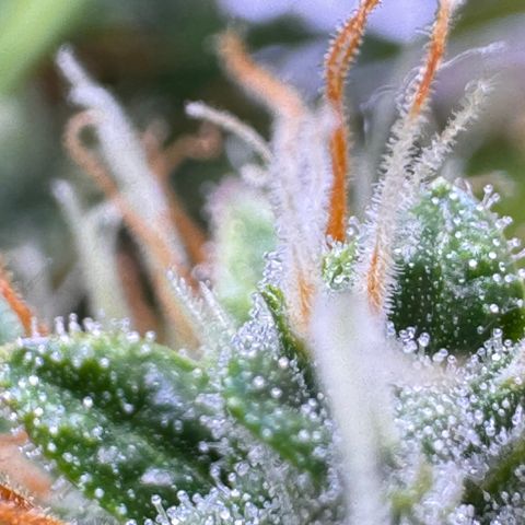 Cookies Gelato Auto #1 -41,5g growlog photo: 18:00
