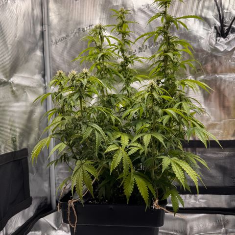 Fat Banana Auto #1 -89g growlog photo: 15:57