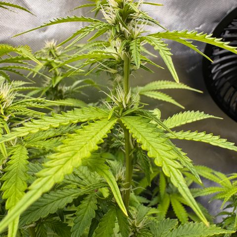 Fat Banana Auto #1 -89g growlog photo: 18:20