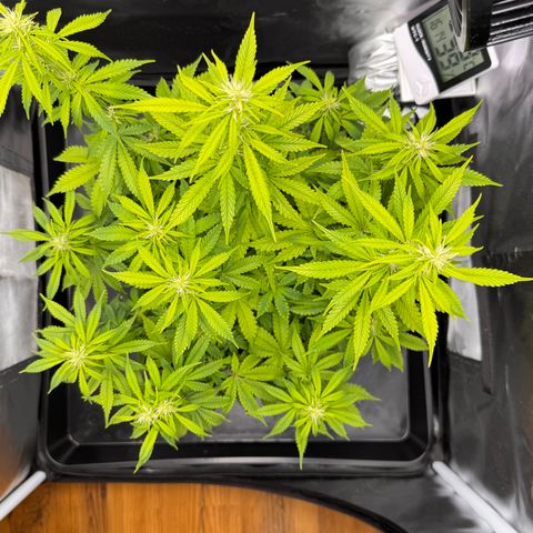 Fat Banana Auto #1 -89g growlog photo: 16:22