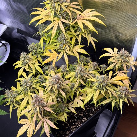 Cookies Gelato Auto #1 -41,5g growlog photo: 20:23