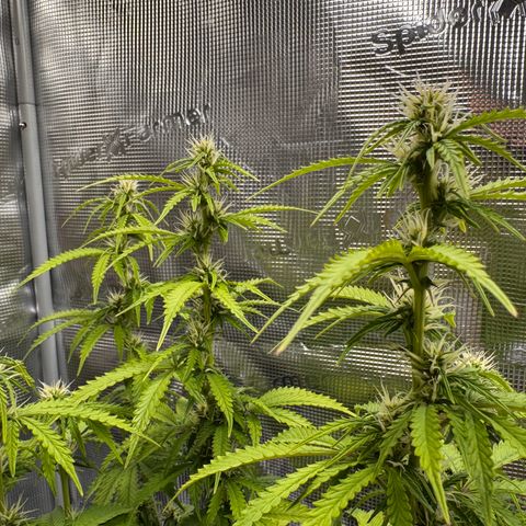 Fat Banana Auto #1 -89g growlog photo: 15:57