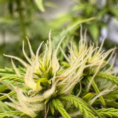 Fat Banana Auto #1 -89g growlog photo: 16:22