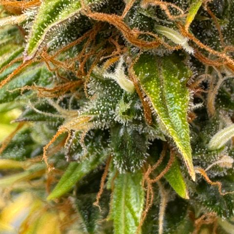 Cookies Gelato Auto #1 -41,5g growlog photo: 18:00