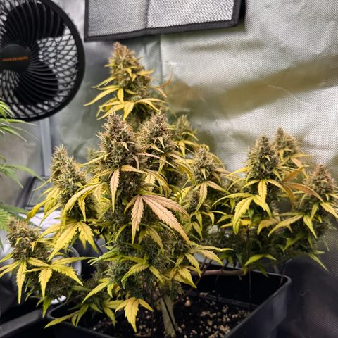Cookies Gelato Auto #1 -41,5g growlog photo: 18:00