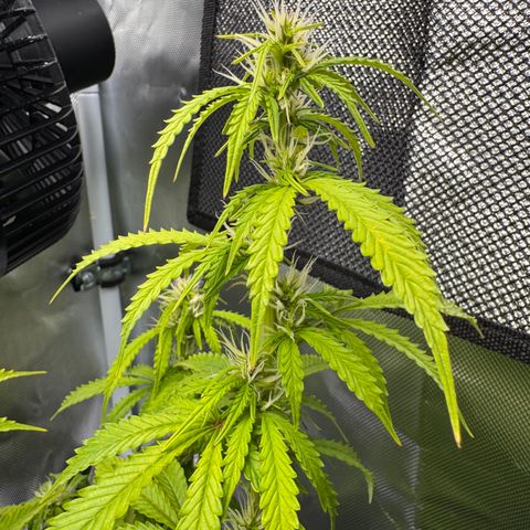 Fat Banana Auto #1 -89g growlog photo: 20:38