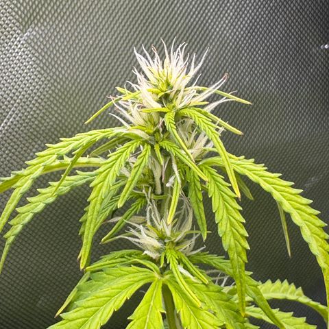 Fat Banana Auto #1 -89g growlog photo: 20:38