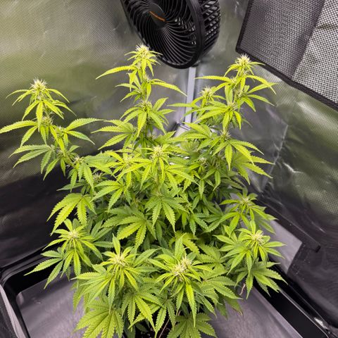 Fat Banana Auto #1 -89g growlog photo: 16:22