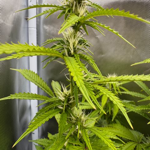 Fat Banana Auto #1 -89g growlog photo: 18:20