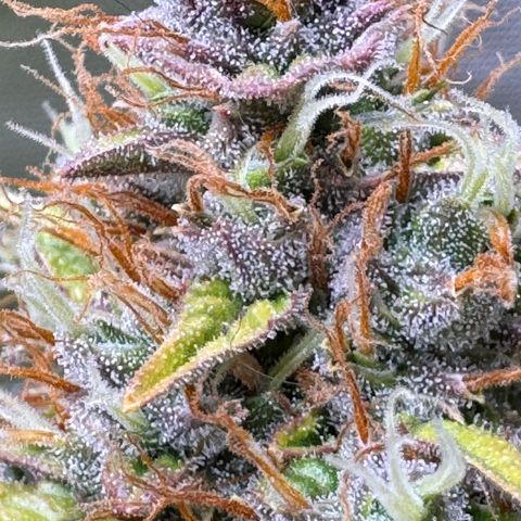 Cookies Gelato Auto #1 -41,5g growlog photo: 18:00