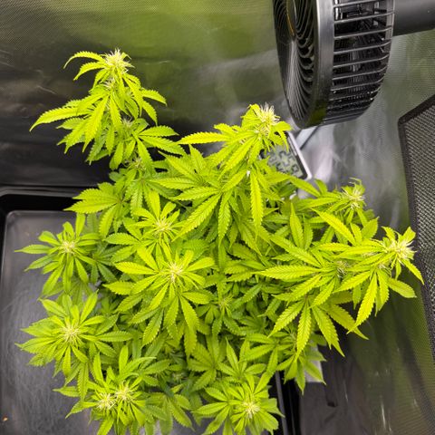Fat Banana Auto #1 -89g growlog photo: 20:38