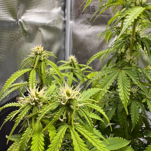 Fat Banana Auto #1 -89g growlog photo: 15:57