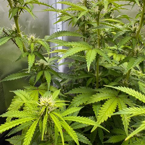 Fat Banana Auto #1 -89g growlog photo: 18:20