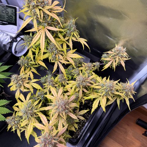 Cookies Gelato Auto #1 -41,5g growlog photo: 18:00