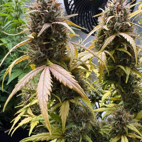 Cookies Gelato Auto #1 -41,5g growlog photo: 18:00