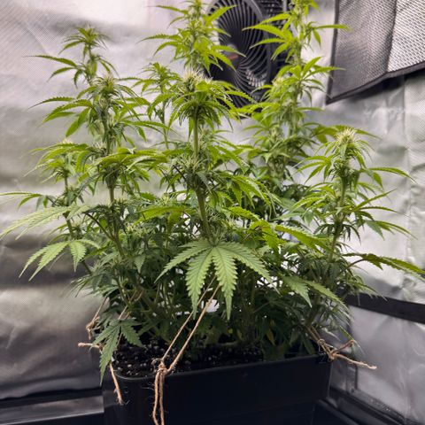 Fat Banana Auto #1 -89g growlog photo: 16:22