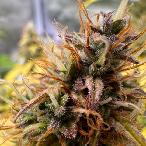 Cookies Gelato Auto #1 -41,5g growlog photo: 20:23