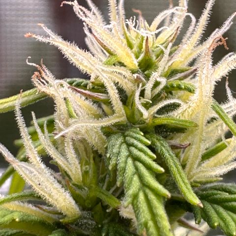 Fat Banana Auto #1 -89g growlog photo: 15:57