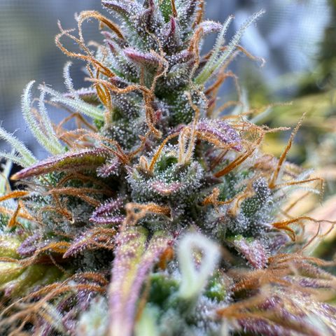Cookies Gelato Auto #1 -41,5g growlog photo: 15:43