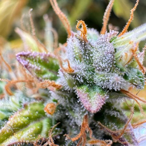 Cookies Gelato Auto #1 -41,5g growlog photo: 15:43
