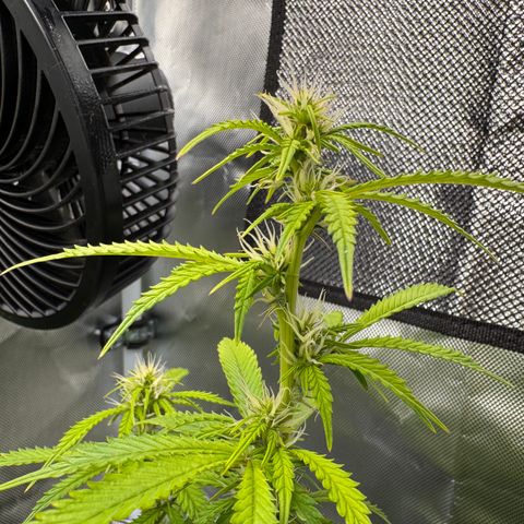 Fat Banana Auto #1 -89g growlog photo: 16:22
