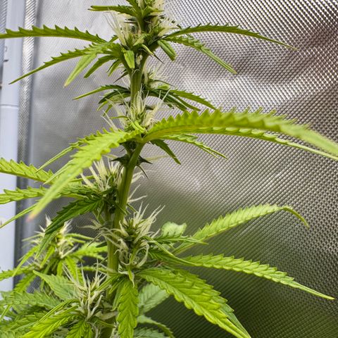 Fat Banana Auto #1 -89g growlog photo: 18:20