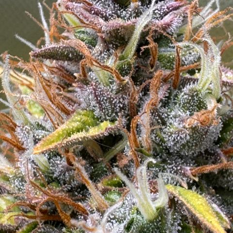 Cookies Gelato Auto #1 -41,5g growlog photo: 20:23