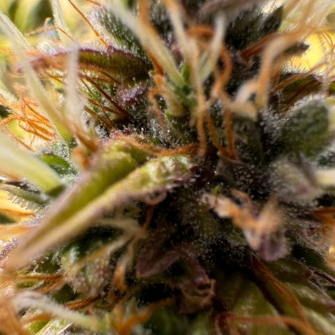Cookies Gelato Auto #1 -41,5g growlog photo: 20:23