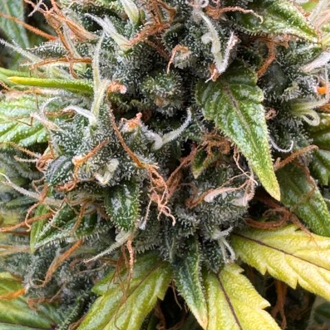 Cookies Gelato Auto #1 -41,5g growlog photo: 18:00