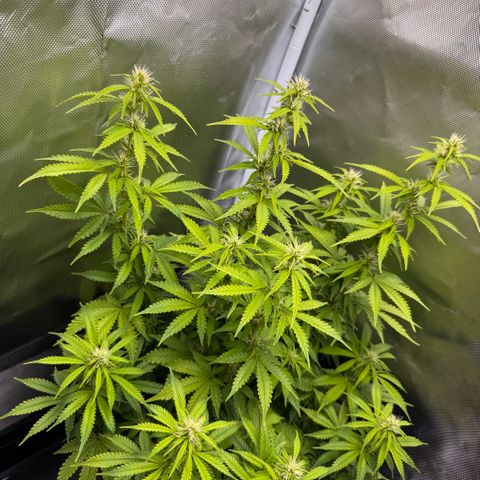 Fat Banana Auto #1 -89g growlog photo: 18:20