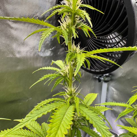 Fat Banana Auto #1 -89g growlog photo: 16:22