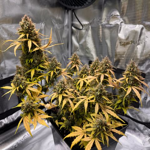 Cookies Gelato Auto #1 -41,5g growlog photo: 15:43