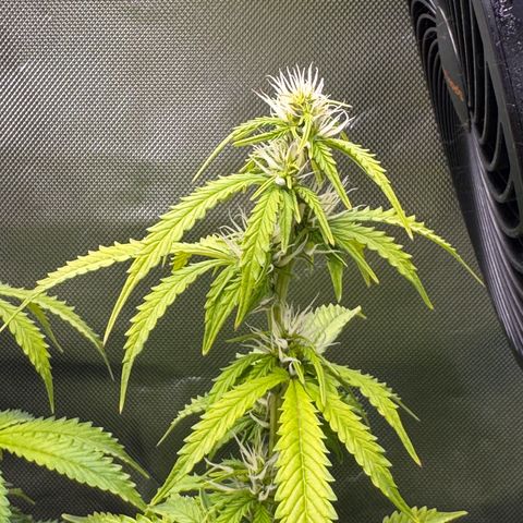 Fat Banana Auto #1 -89g growlog photo: 20:38