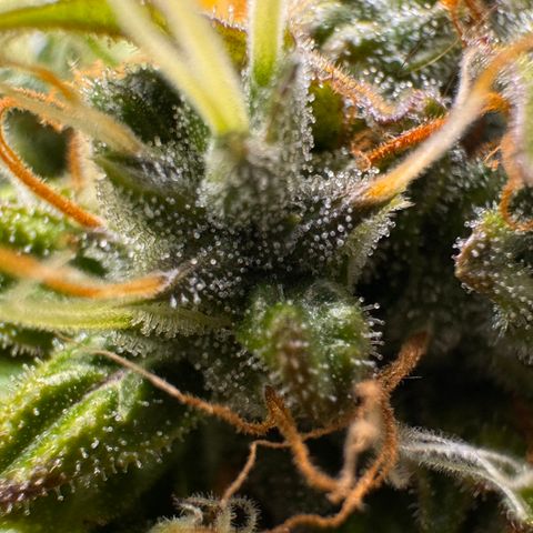 Cookies Gelato Auto #1 -41,5g growlog photo: 20:23