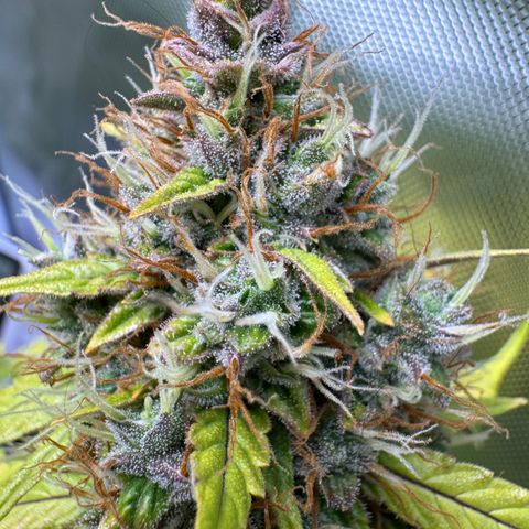 Cookies Gelato Auto #1 -41,5g growlog photo: 15:45
