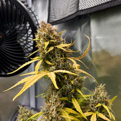 Cookies Gelato Auto #1 -41,5g growlog photo: 18:00