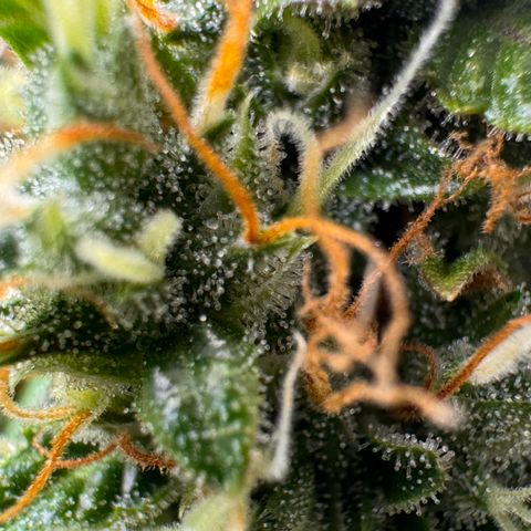 Cookies Gelato Auto #1 -41,5g growlog photo: 20:23