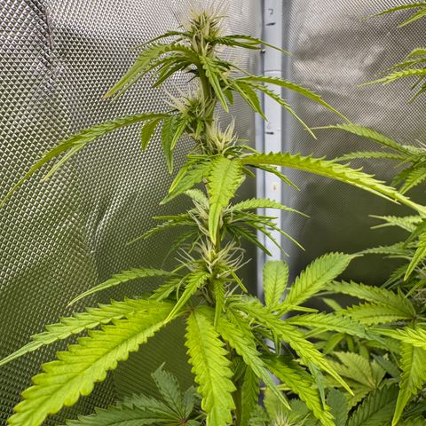Fat Banana Auto #1 -89g growlog photo: 18:20