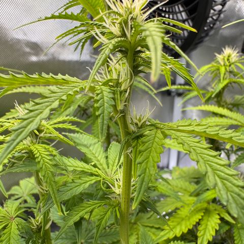 Fat Banana Auto #1 -89g growlog photo: 16:22