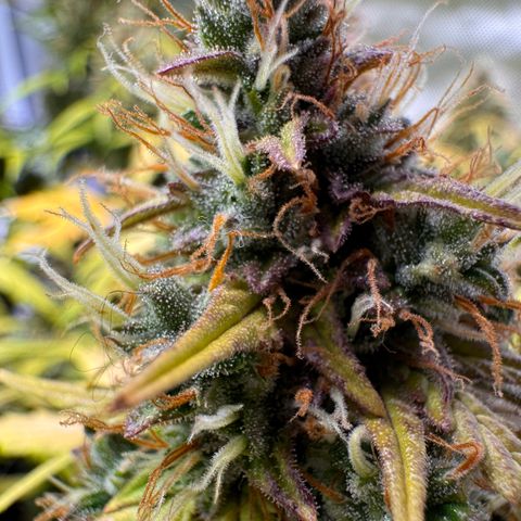 Cookies Gelato Auto #1 -41,5g growlog photo: 20:23