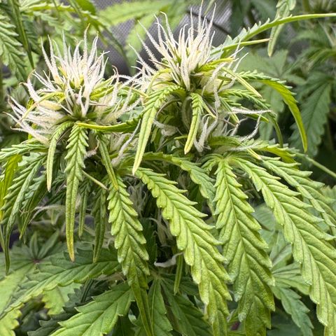 Fat Banana Auto #1 -89g growlog photo: 20:38