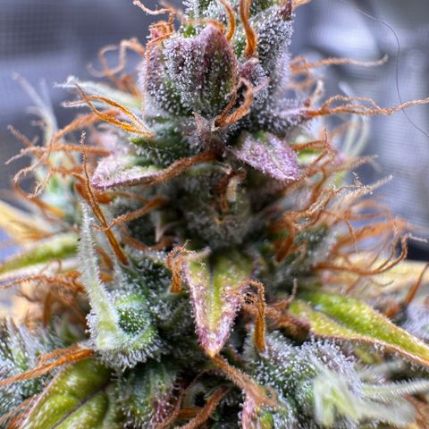 Cookies Gelato Auto #1 -41,5g growlog photo: 15:43
