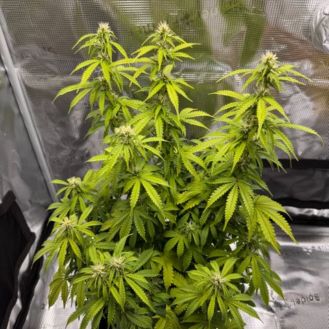 Fat Banana Auto #1 -89g growlog photo: 15:57