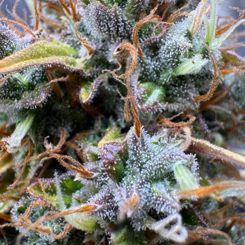 Cookies Gelato Auto #1 -41,5g growlog photo: 18:33