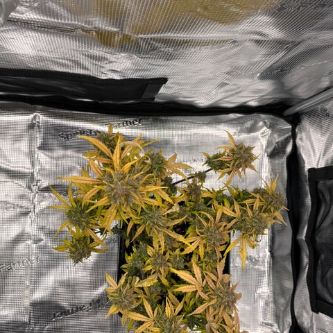 Cookies Gelato Auto #1 -41,5g growlog photo: 18:33