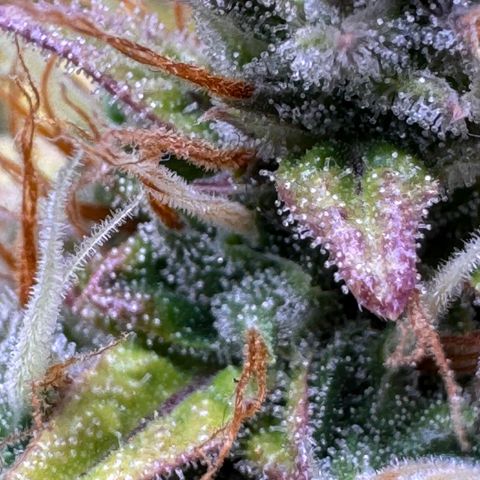 Cookies Gelato Auto #1 -41,5g growlog photo: 18:33